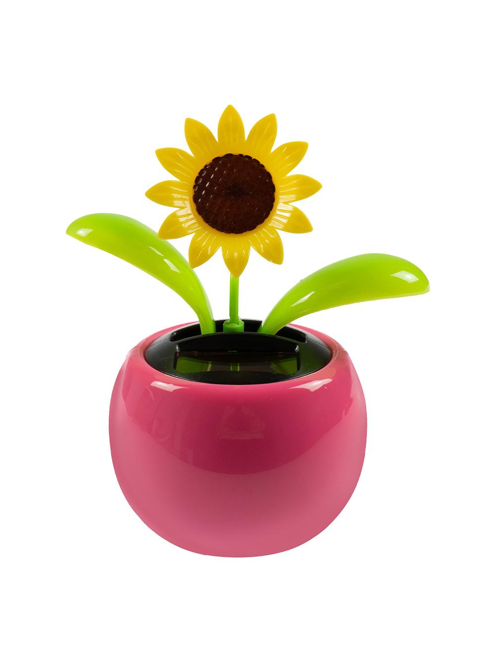 Kwiatek solarny - kiwaczek