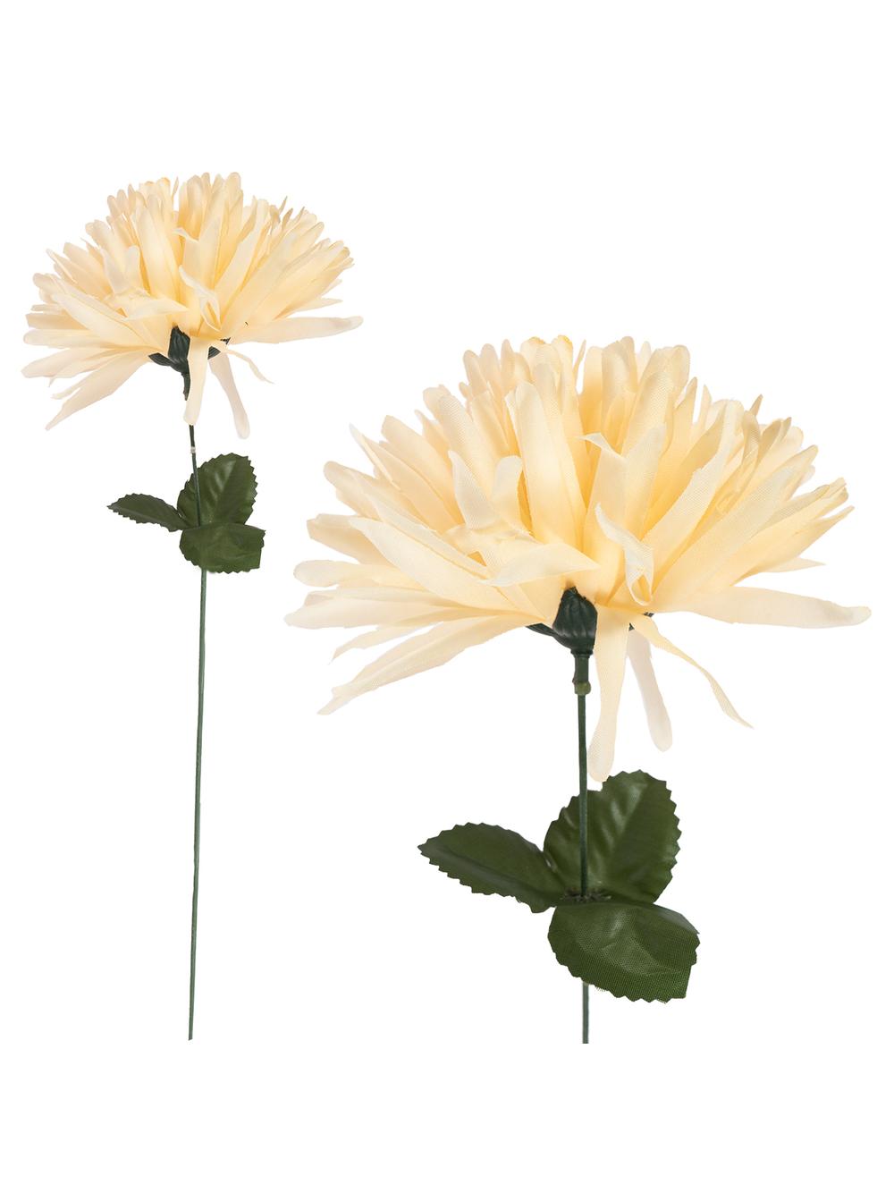 Chryzantema strzępiasta