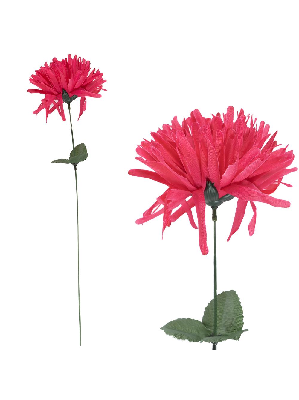 Chryzantema strzępiasta