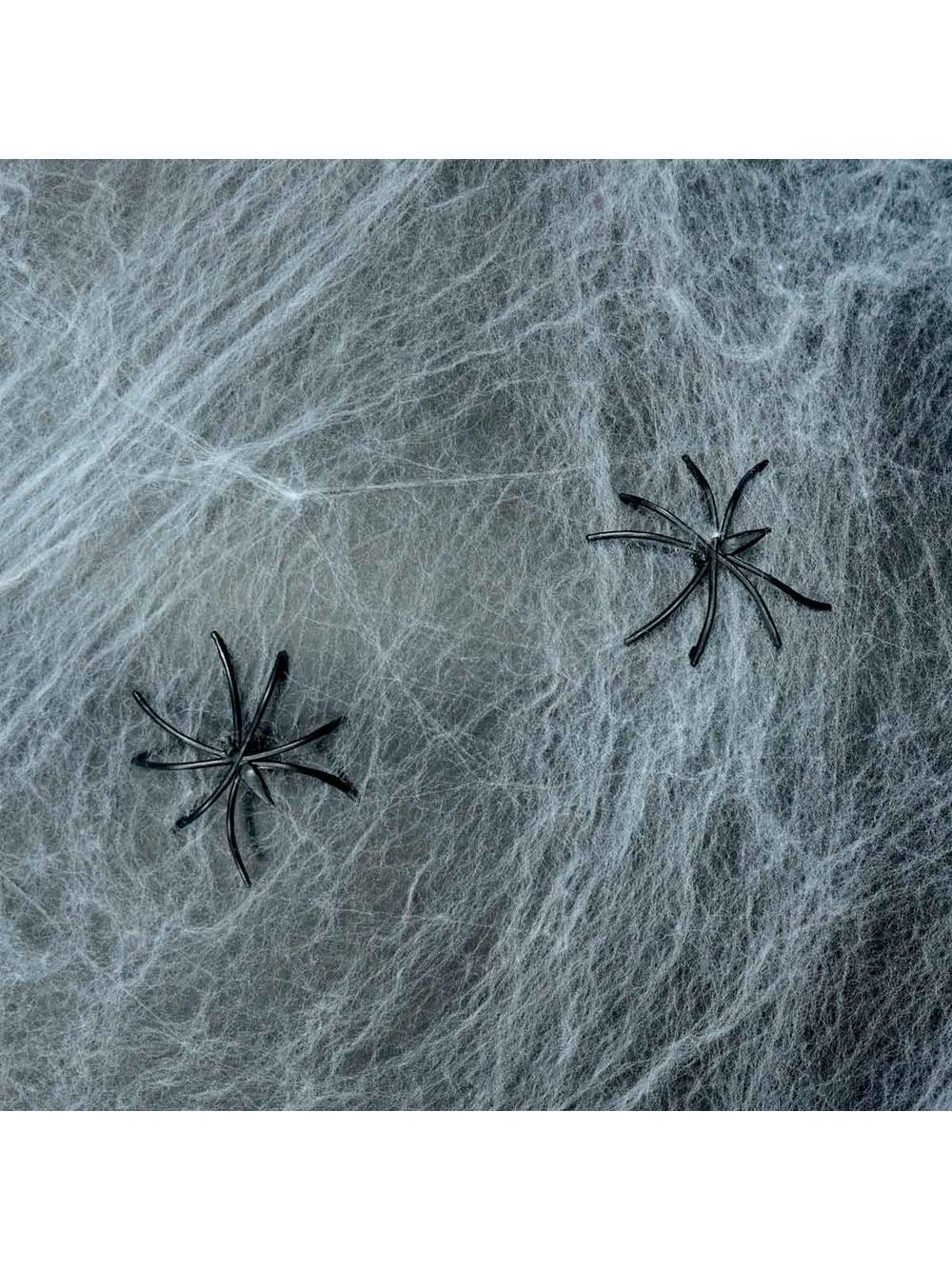 Pajęczyna z pająkiem