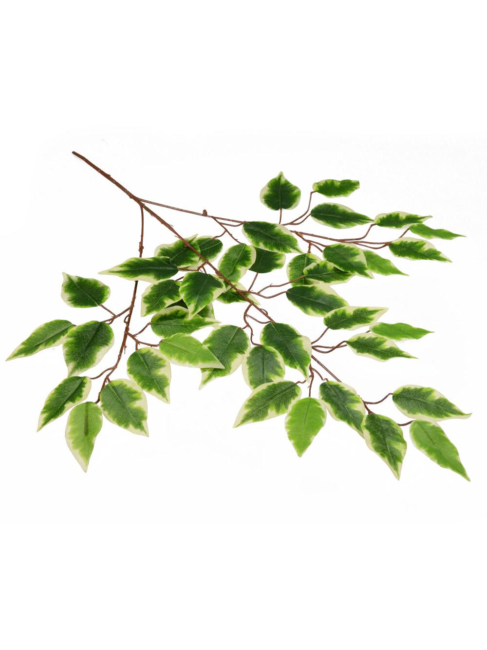 Gałązka benjamina cieniowana