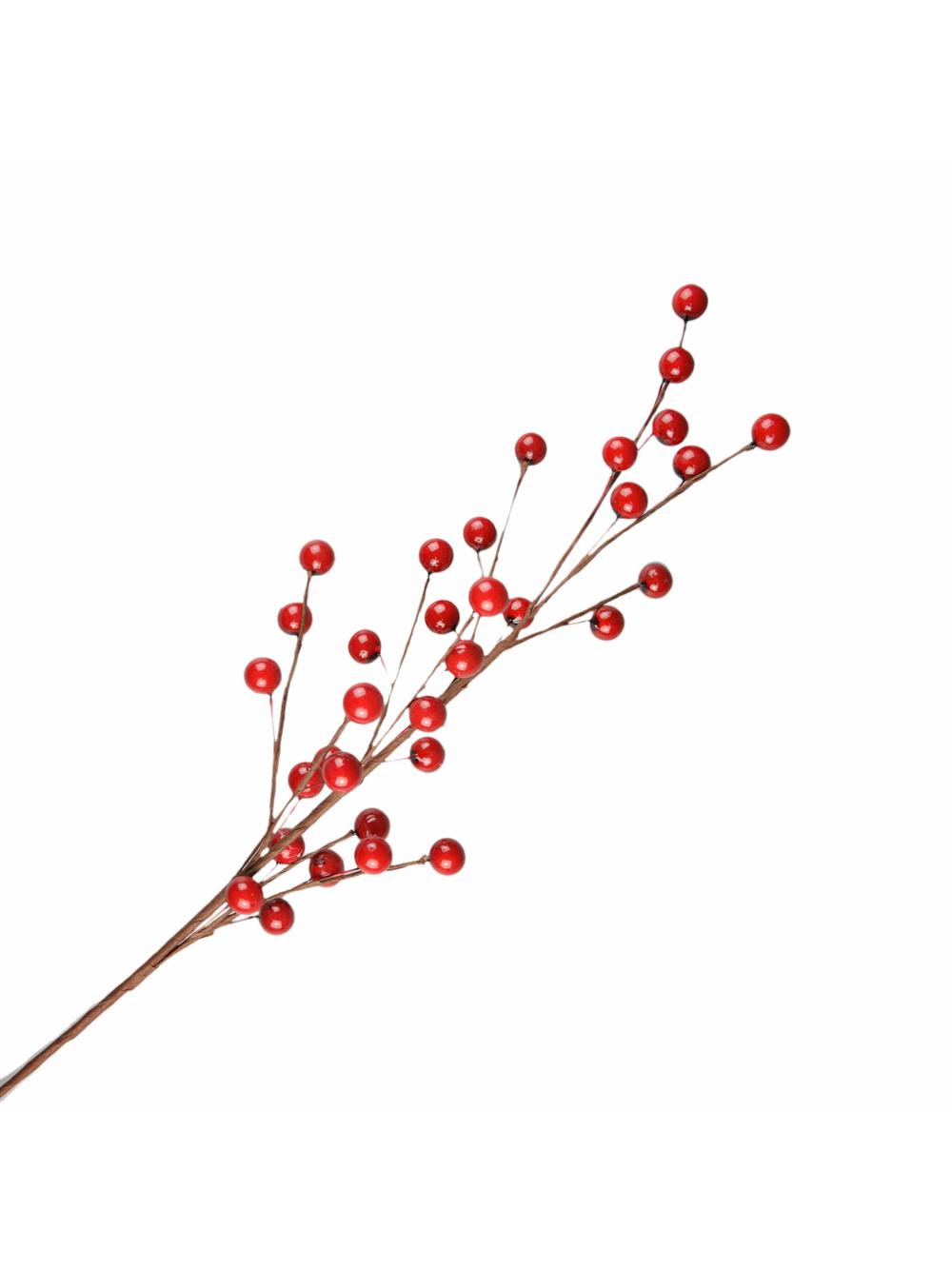 Gałązka czerwonych jagód
