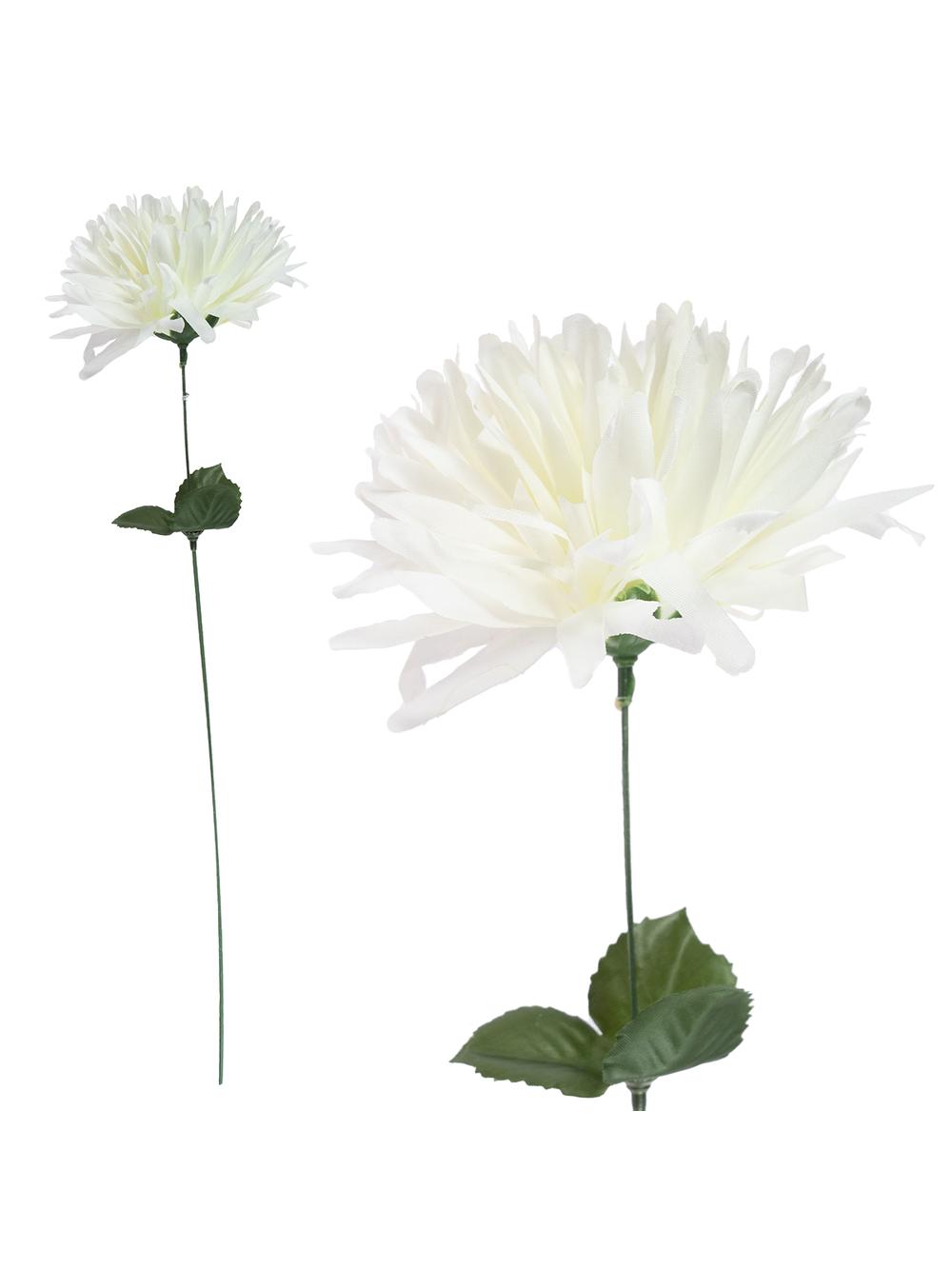 Chryzantema strzępiasta