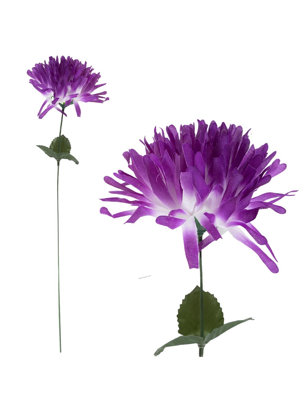 Chryzantema strzępiasta