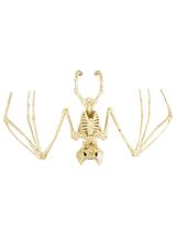 Szkielet nietoperza