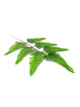 Liście paproci na gałązce