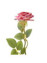 Róża z kolcami LUX