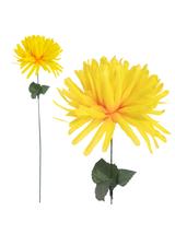 Chryzantema strzępiasta