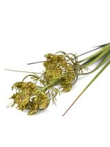 Wysokie trawy ozdobne B