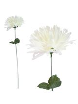 Chryzantema strzępiasta