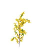 Gałązka forsycji z liśćmi