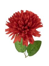 Chryzantema pojedyncza