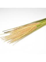 Wysokie trawy ozdobne C