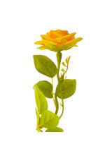 Róża z kolcami LUX