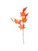 Gałązka ozdobna jesienne liście