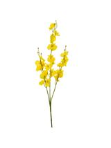 Gałązka storczyk mini