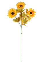 Jesienne słoneczniki