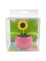 Kwiatek solarny - kiwaczek