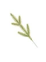 Gałązka do stroików