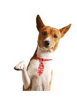 Krawat dla zwierzaka