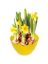 Osłonka wielkanocna skorupka - żółta