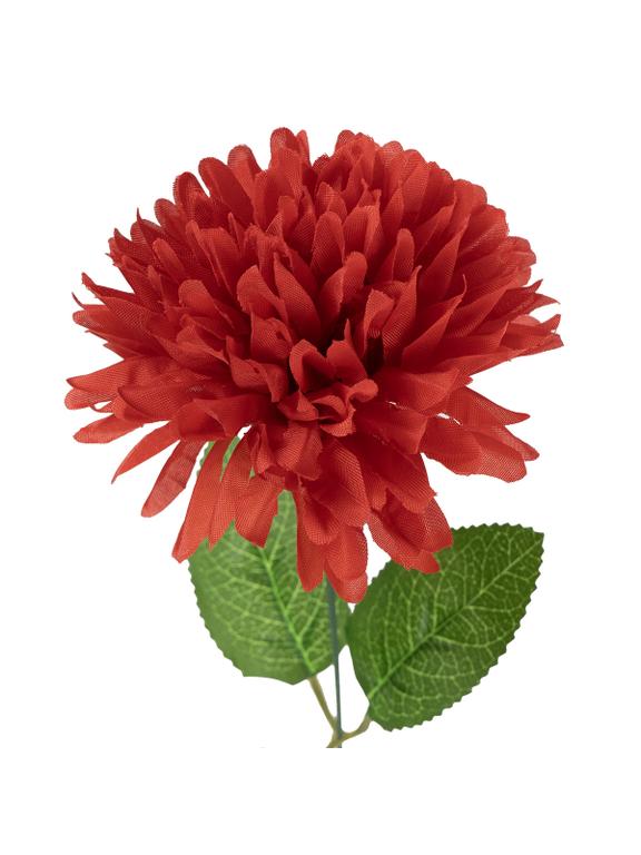 Chryzantema pojedyncza