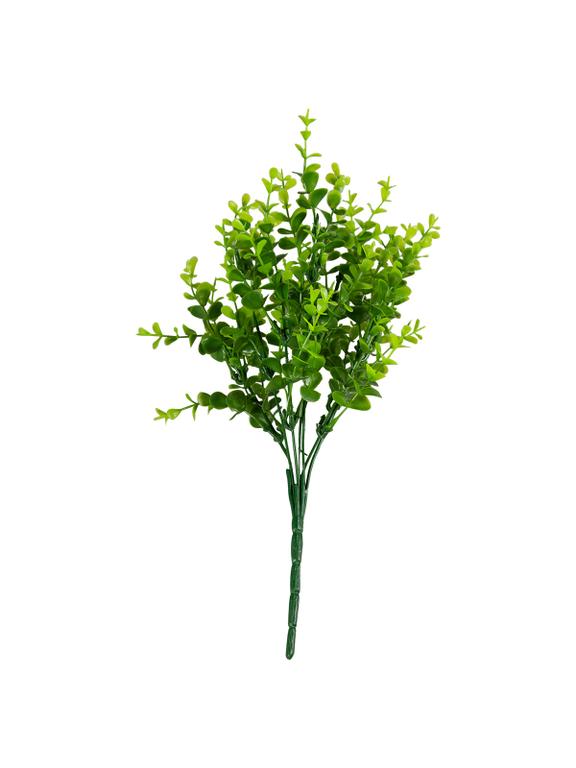 Eukaliptus
