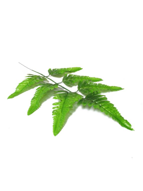 Liście paproci na gałązce